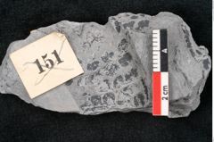 Foto (Detailansicht) von Sphenopteris sp.  (NHMW-GEO-2024-0188-10807)